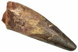 Real Fossil Spinosaurus Tooth - Restored Tip #351633-1